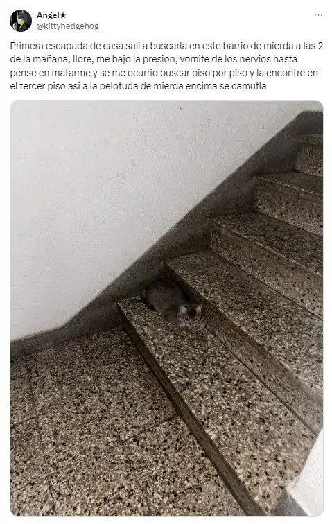 gato, escalera